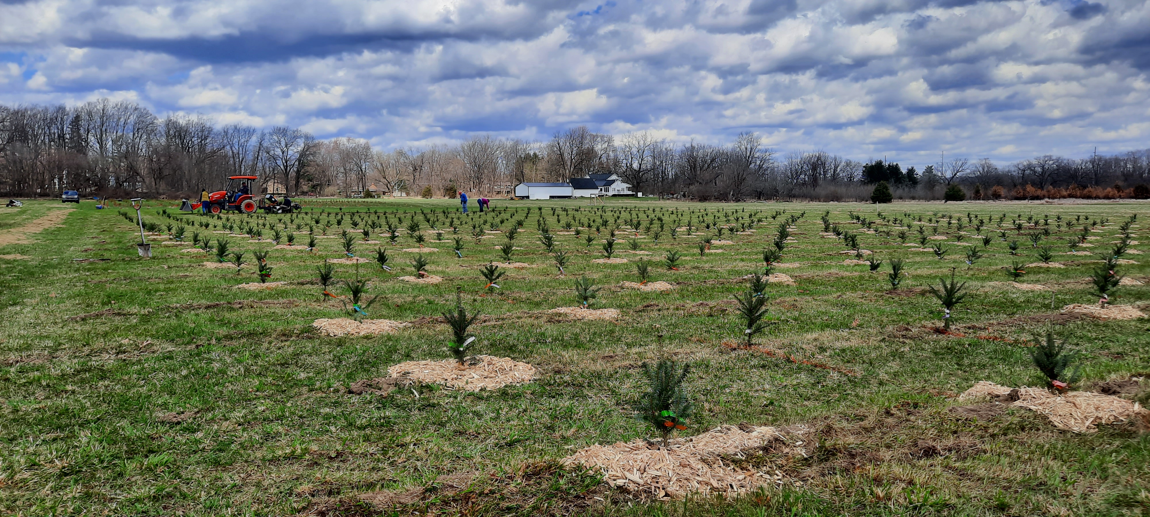 Photo 3 planting trial.jpg